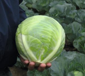 Cabbage, Reaction Hybrid Organic Packet