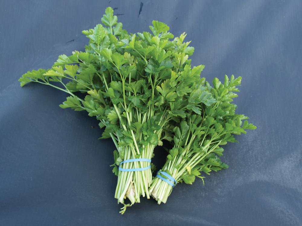 Celery, Leaf-Amsterdam Packet