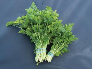 Celery, Leaf-Amsterdam Packet
