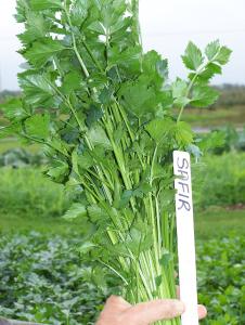 Celery, Safir Organic Packet