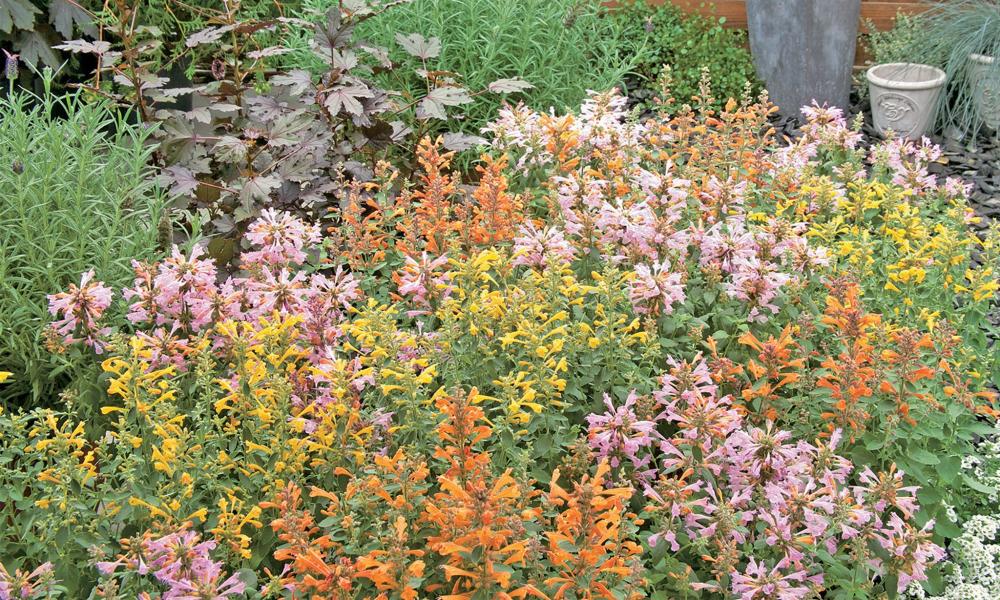 Agastache, Arizona Mix Packet