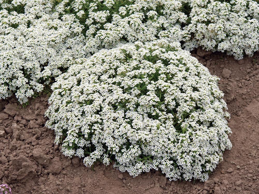 Alyssum, New Carpet of Snow Packet
