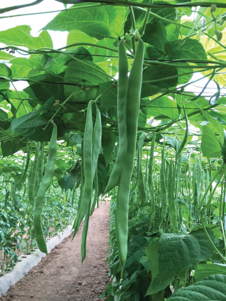 Beans, Algarve Packet