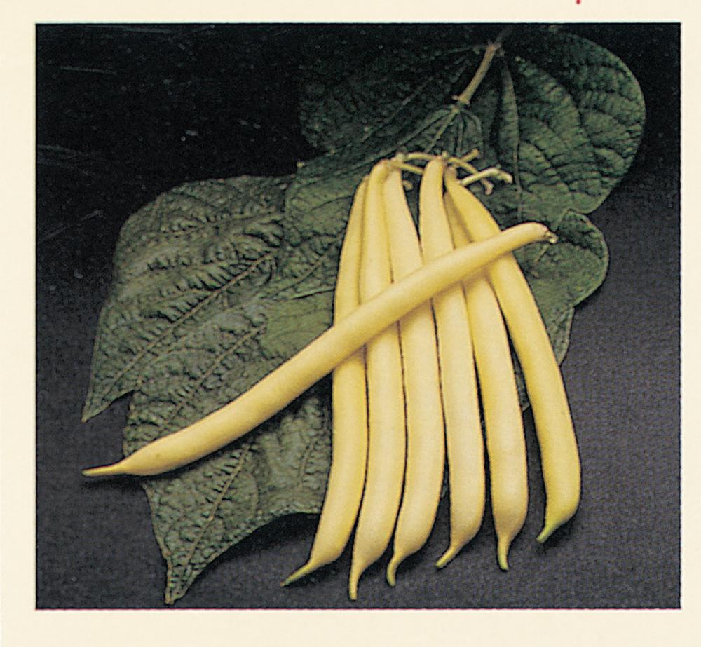 Beans, Rocdor Packet