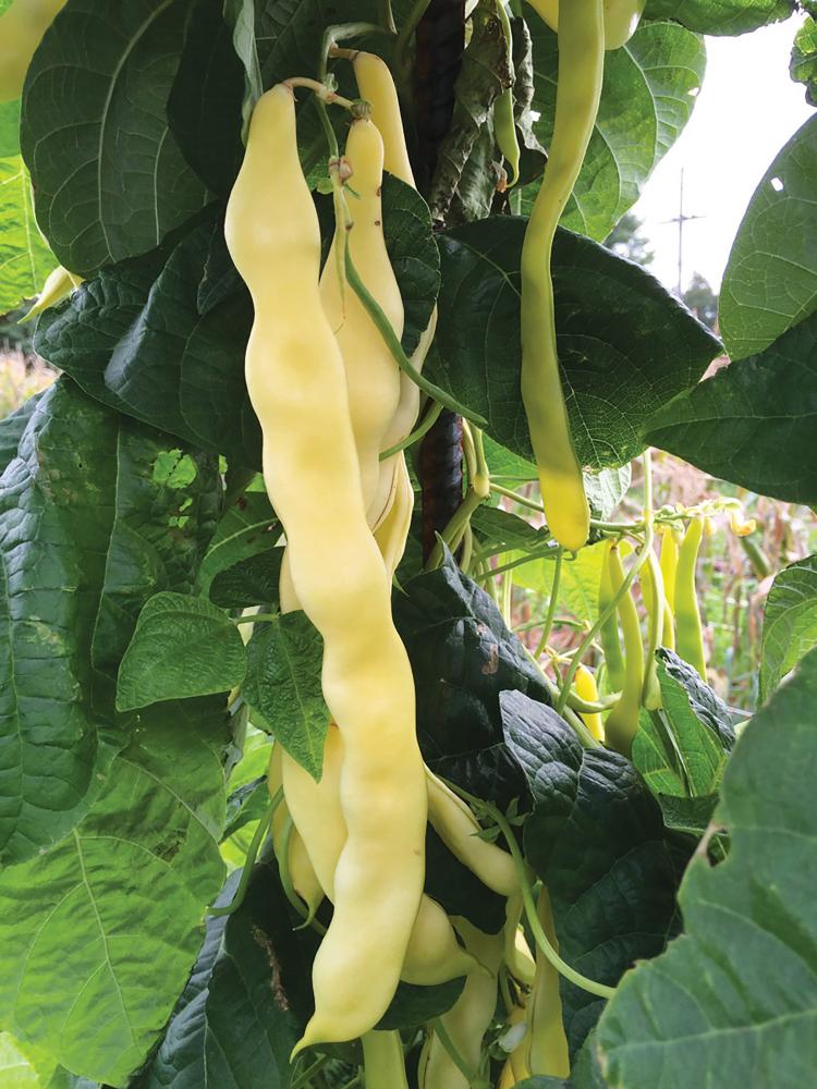 Pole Beans, Goldfield Packet