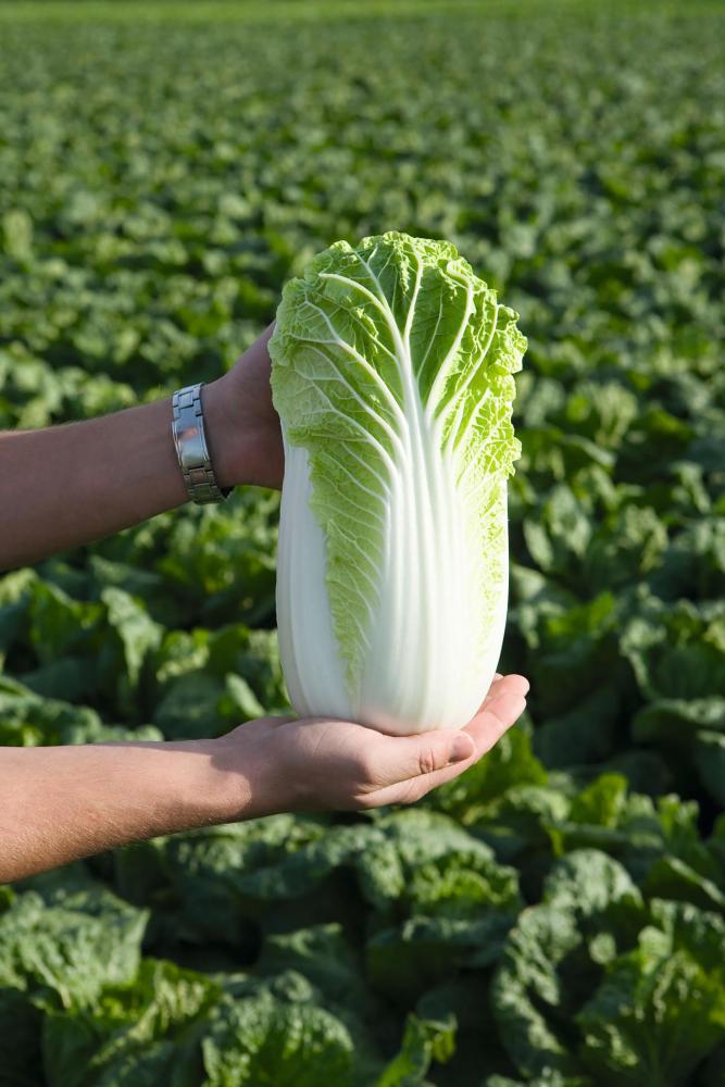 Cabbage, Bilko Hybrid Organic Packet