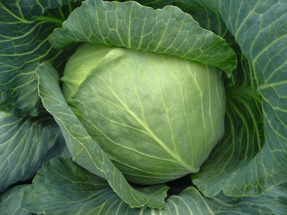 Cabbage, Bronco Hybrid Organic Packet
