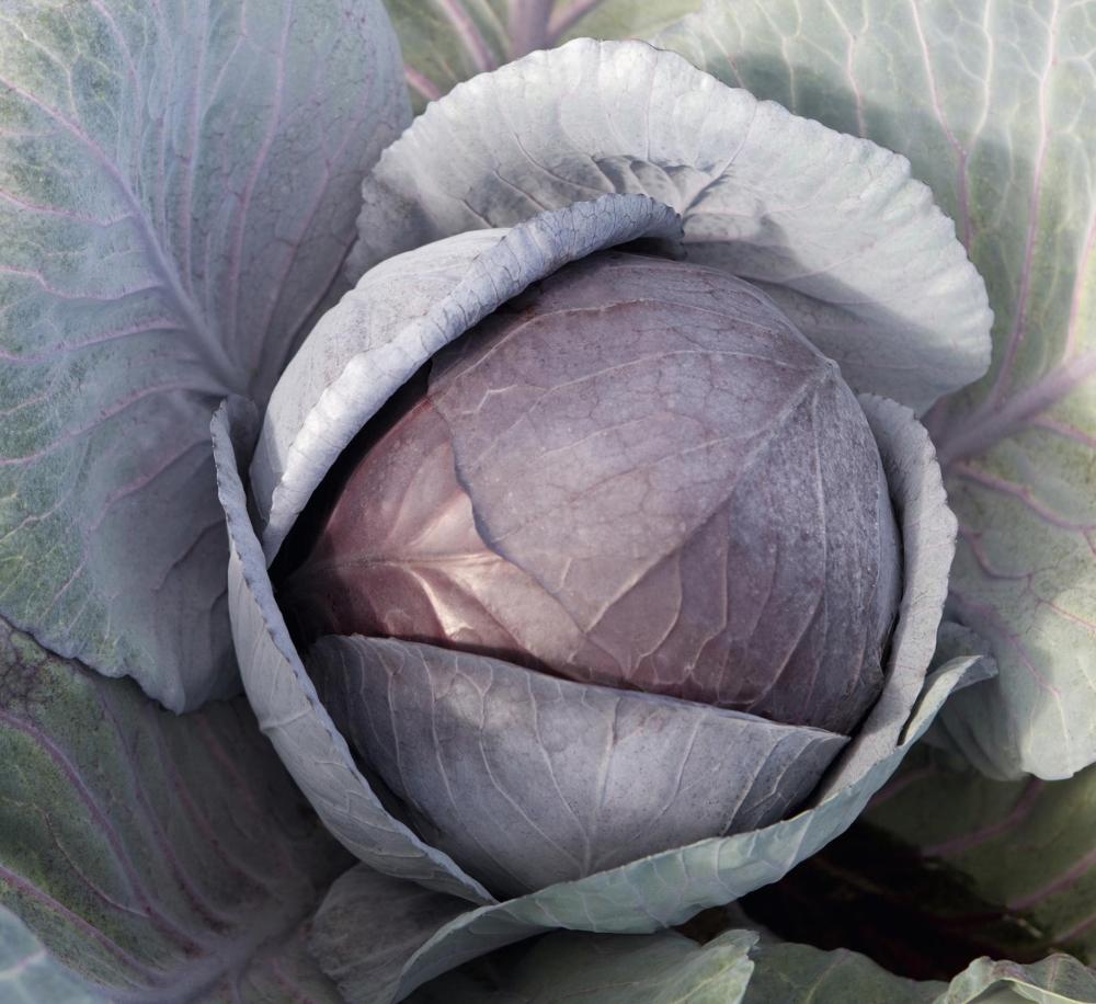 Cabbage, Cairo Hybrid Packet