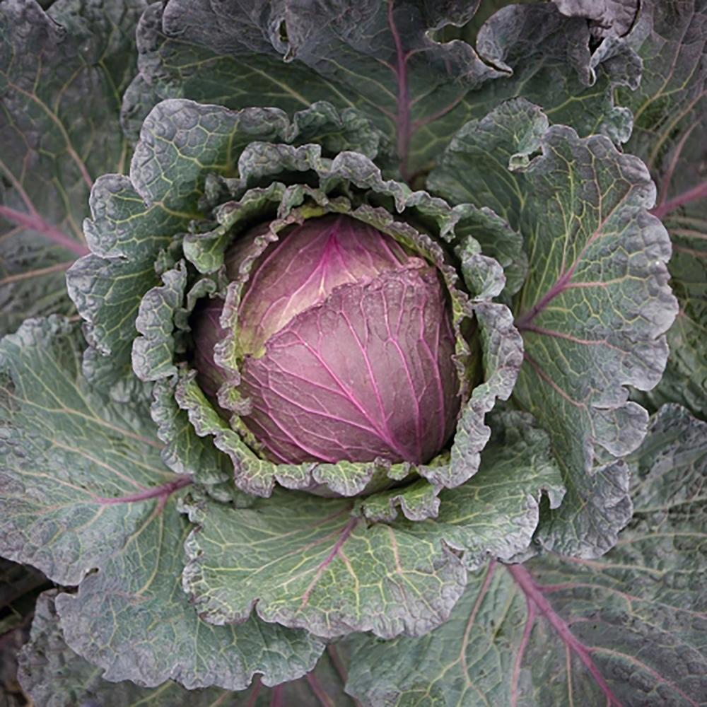 Cabbage, Deadon Hybrid Organic Packet
