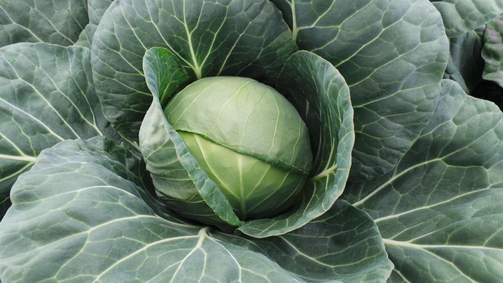 Cabbage, Farao Hybrid Packet