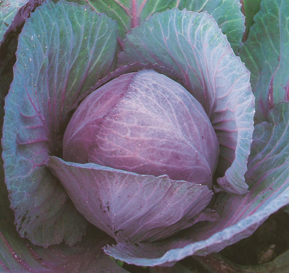 Cabbage, Langedijker Late Red Packet