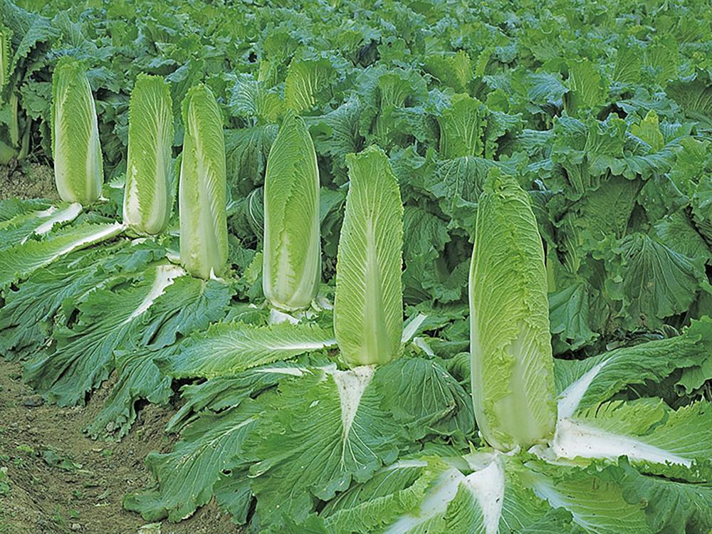 Cabbage, Monument Hybrid Packet