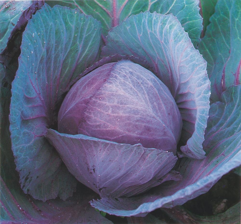 Cabbage, Red Acre Packet