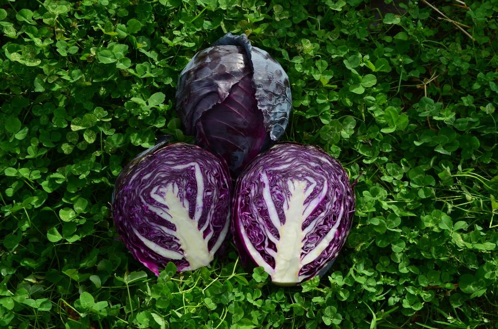 Cabbage, Ruby Perfection Hybrid Packet