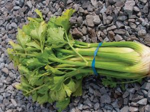Celery, Golden Self Blanching Packet