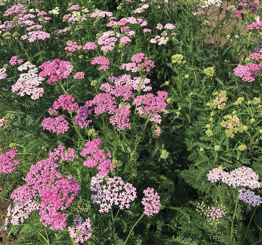Achillea, Colorado Mix Packet