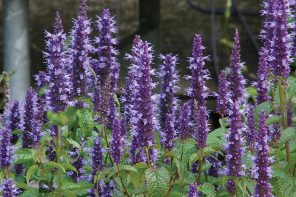 Agastache, Astello Indigo Packet