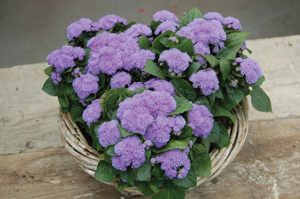 Ageratum, Aloha Blue Packet