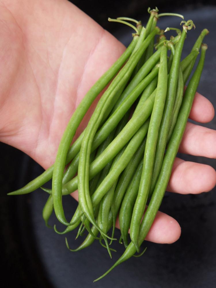 Beans, Oceanis Packet