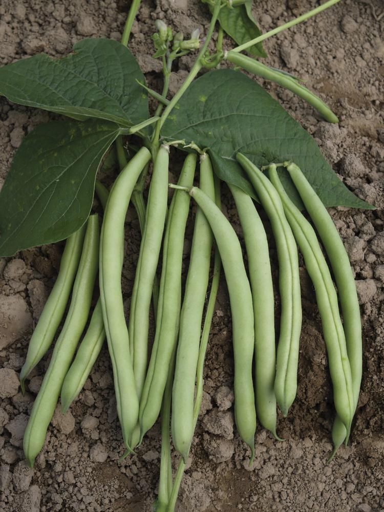 Beans, Provider Packet