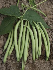 Beans, Provider Packet