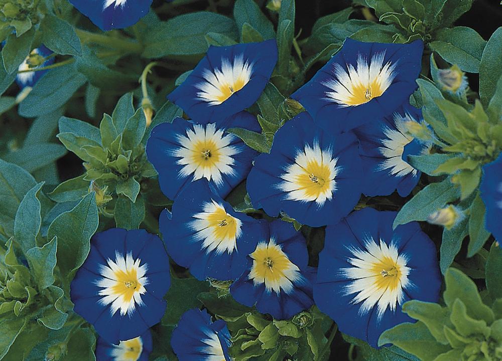 Convolvulus, Royal Ensign Packet