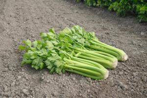 Celery, Tango Organic Packet