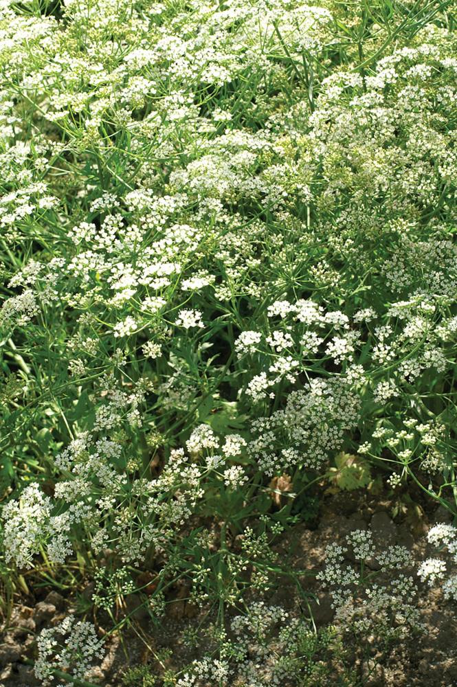 Anise, Anise Packet