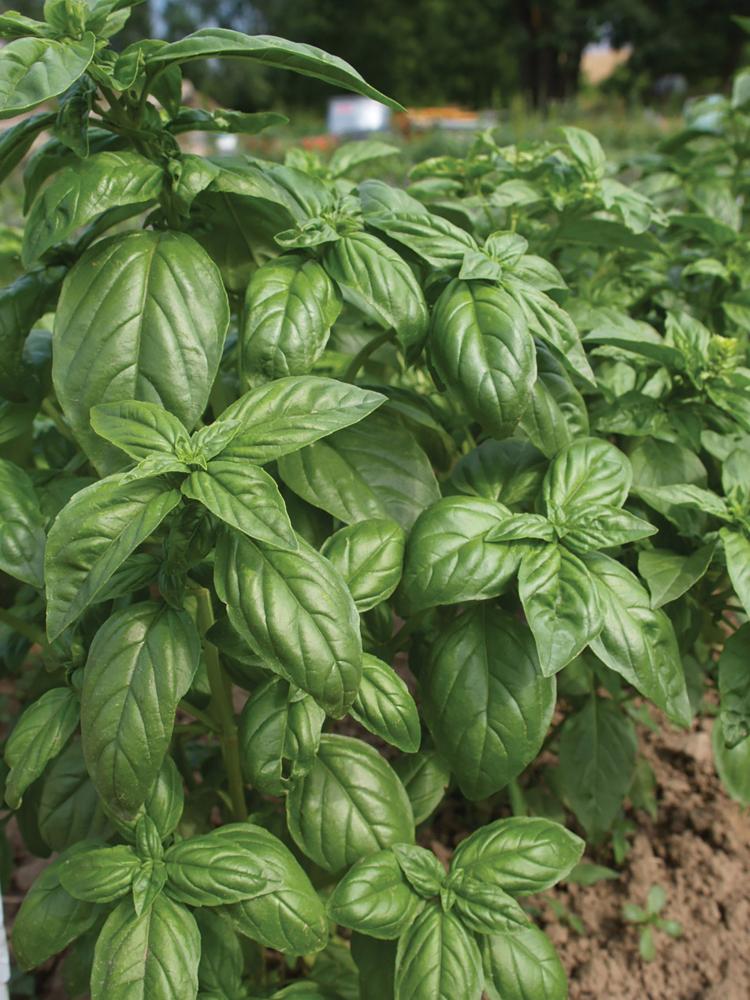 Basil, Italian Large Leaf Organic Packet
