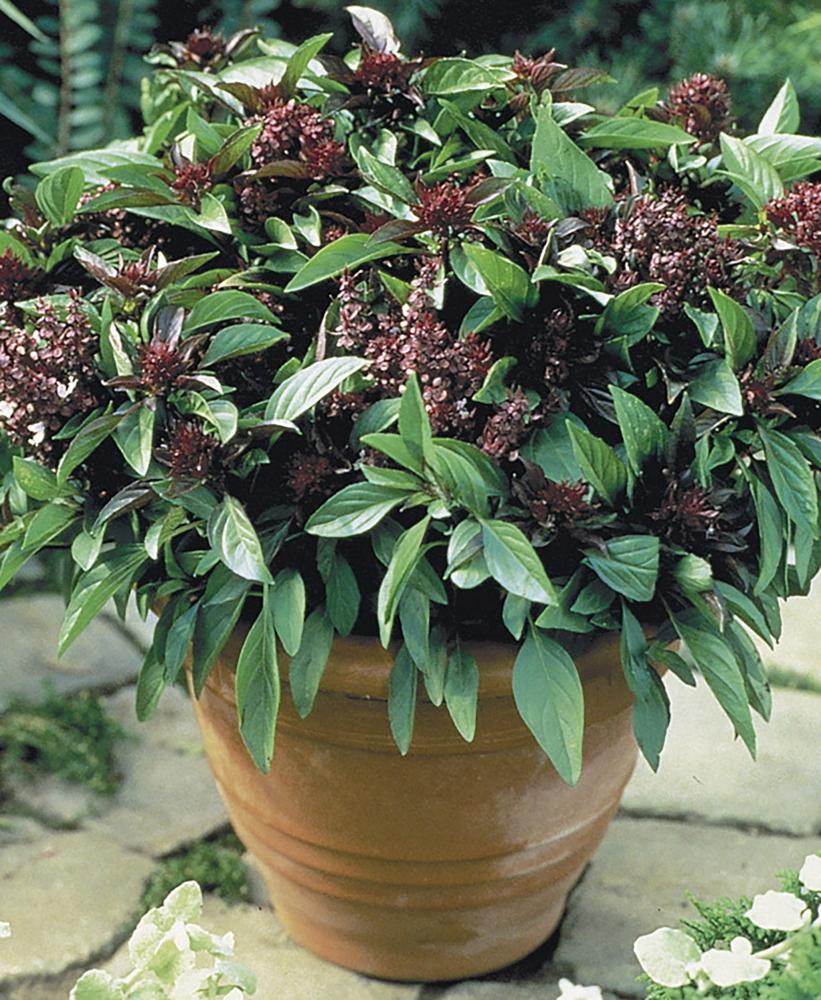 Basil, Siam Queen Packet