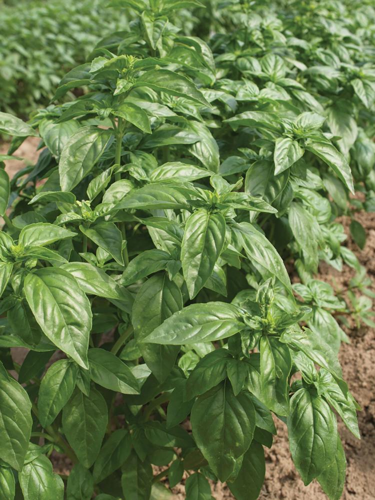 Basil, Sweet Basil Packet