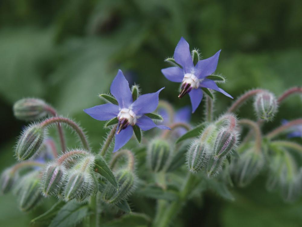 Borage, Borage Packet