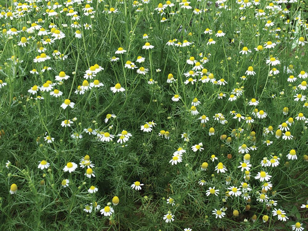 Chamomile, Chamomile Packet