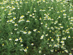 Chamomile, Chamomile Packet