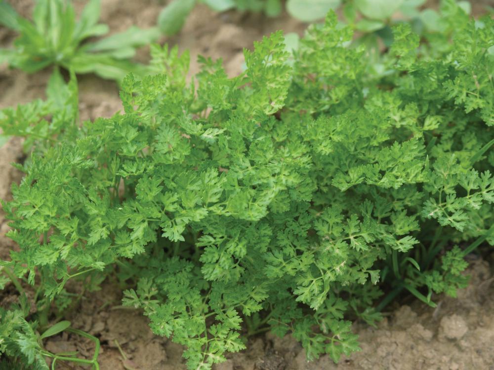 Chervil, Brussels Winter Vertissimo Packet