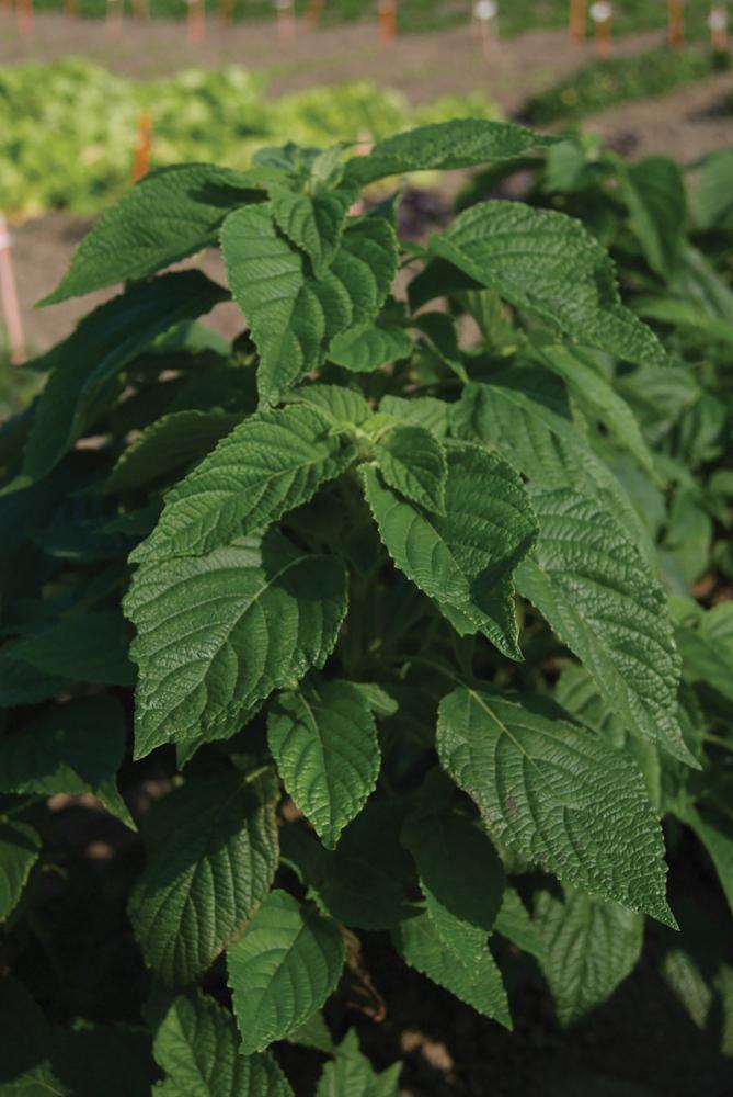 Specialty & Cash Crops
