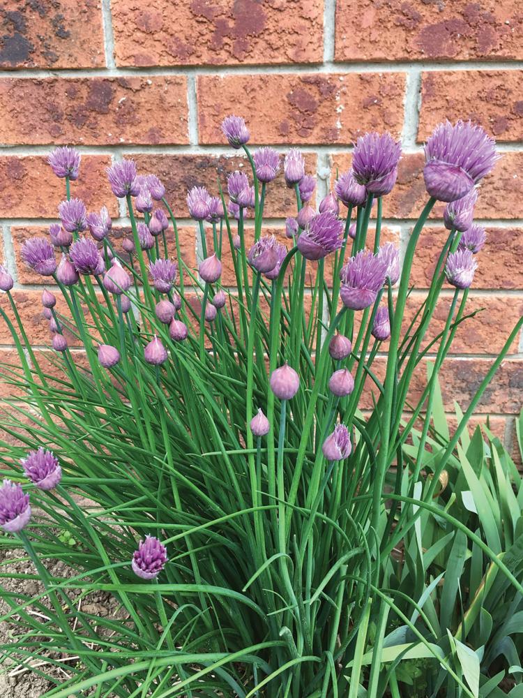 Chives, Allium Packet