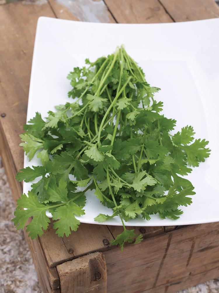 Cilantro, Calypso PvP Packet