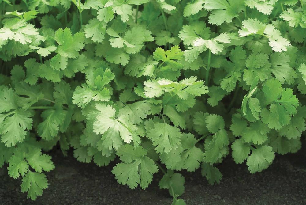 Cilantro, Santo Organic Packet
