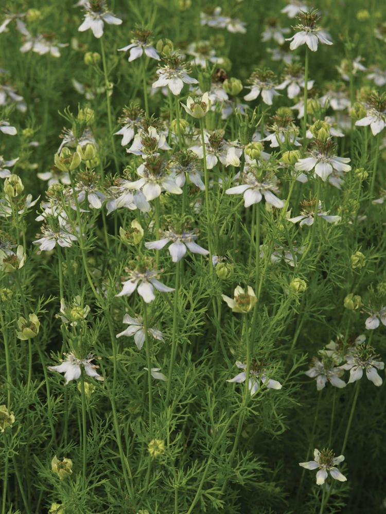 Cumin, Black Cumin Packet