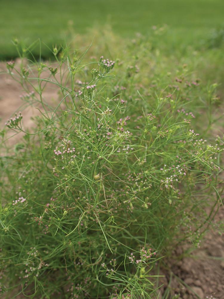 Cumin, Cumin Packet