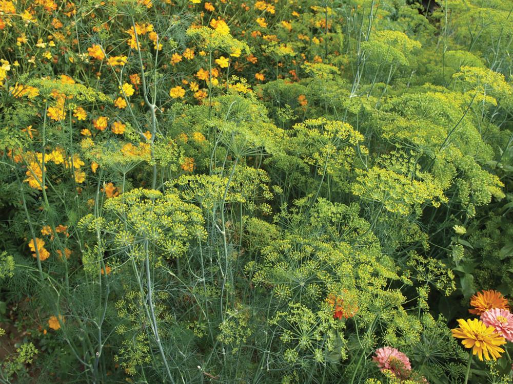 Dill, Bouquet Packet