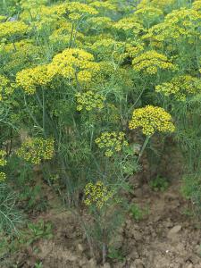 Dill, Fernleaf Packet