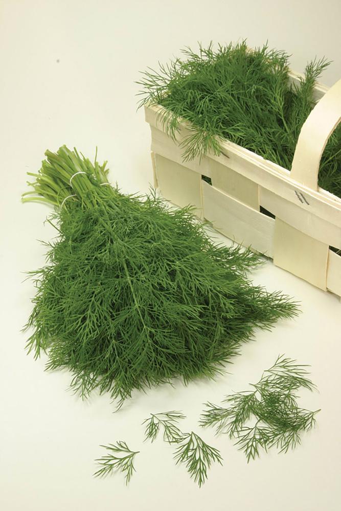 Dill