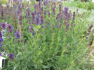 Hyssop, Hyssop Packet