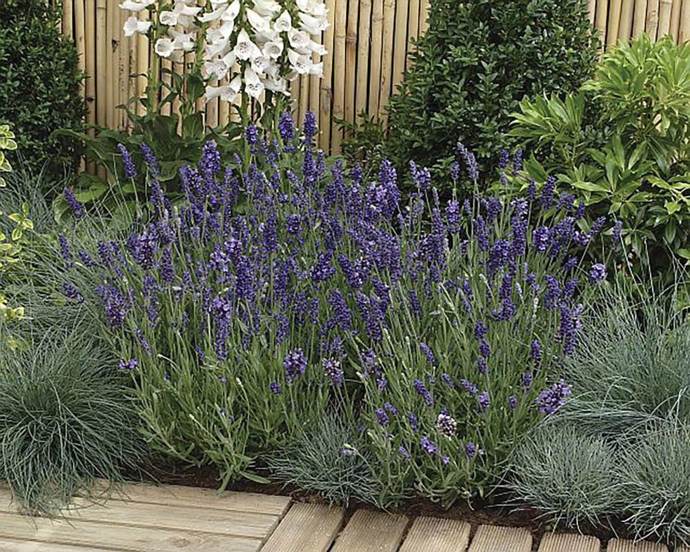 Lavender, Ellagance Purple Packet