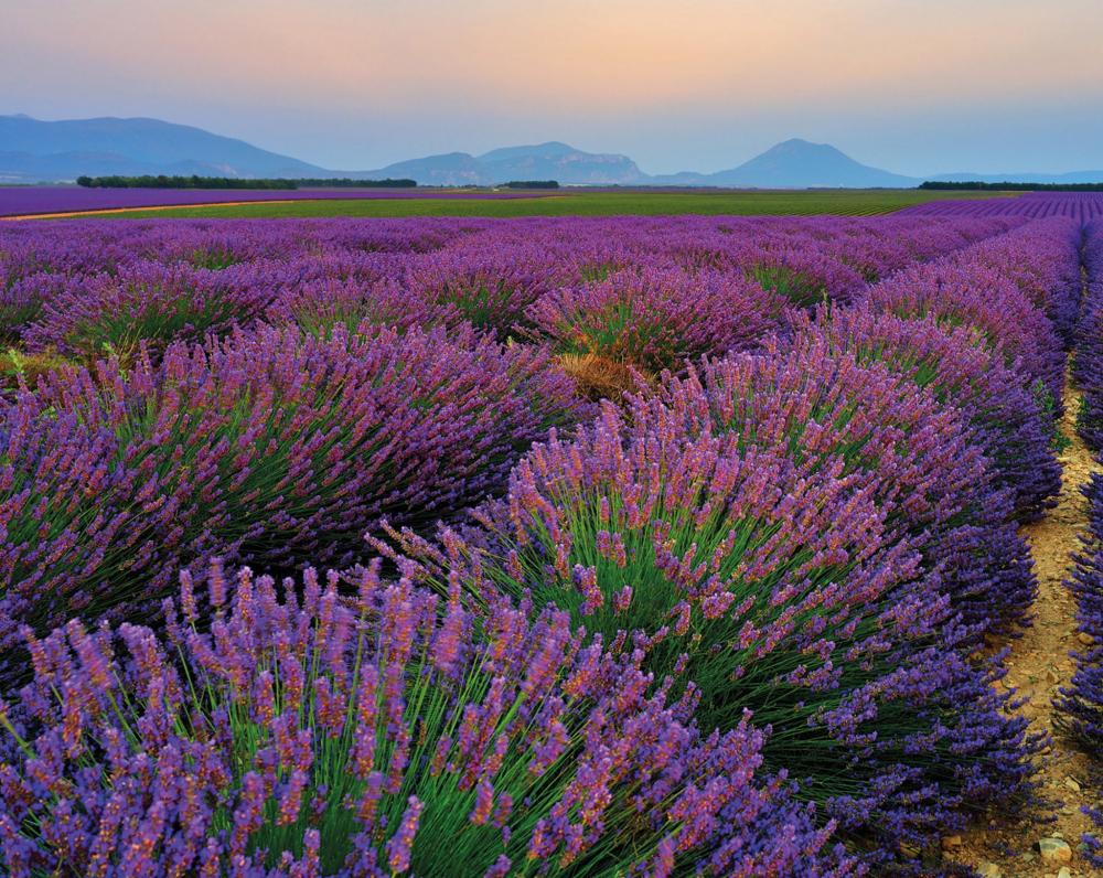Lavender
