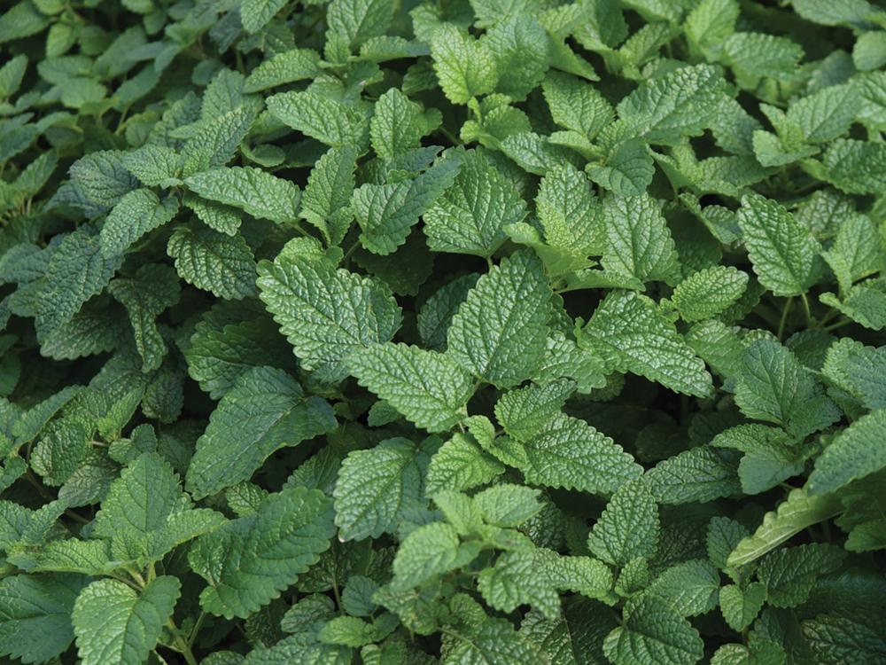 Lemon Balm, Lemon Balm Packet