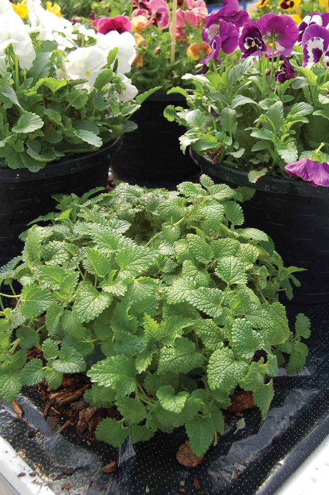 Lemon Balm
