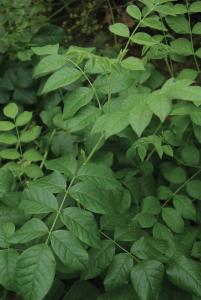 Licorice Plant, Licorice Plant Packet